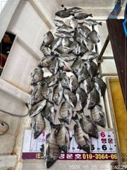 [마산] (행운호)36외 감성돔 마릿수 조황(47수)