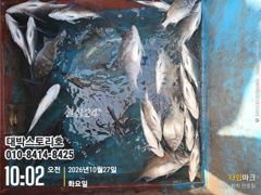 감성돔 흘림 조황 ~ 10/27 은빛 군단 습격! 마릿수 폭발 조황