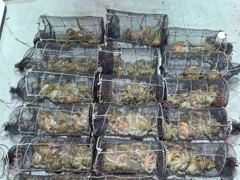 1   [진해] 27일야간문어 대박~씨알급으로 먹폭탄K K K ( 오늘야간예약중 1