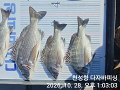 [부산] 다자바피싱 선상카고 감성돔 마리수 조황 입니다