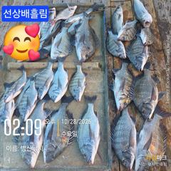 [고성] 병산 감성돔4짜외 마리수 선상배 선외기 흘림조황~~