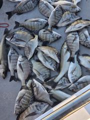 23분전 [사천] 10/28 블랙드래곤 갑오징어 꾸준히 ^^