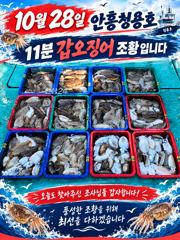 10월28일 안흥청용호 11분 갑오징어 조황입니다