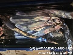 28일 먼바다 갈치 텐빈 실시간 퍽퍽 합니다~~