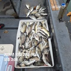 10.28 [동해,삼척] 임원항태평양호 왕대구 출조