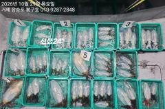 10월 28~29일 무늬오징어(팁런) 조황입니다.