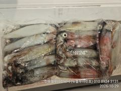 [진해] 준내만갈치)텐빈~갈치도 잡고 한치도 잡고(오늘 예약가능합니다)
