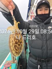 29일, 군산 갑오징어~싸이즈 좋아요~실시간~~내일도 갑니다~군산낚시프라자 나드리호