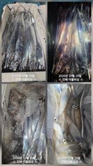 진해더블피싱 28수욜 갈치 한치 철수조황 입니다