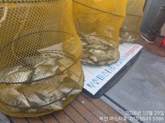 10.29 [경주] 10/29 오전 실시간 미터오버 대삼치 히트중입니다! (목-오후/금/일-모집중!)