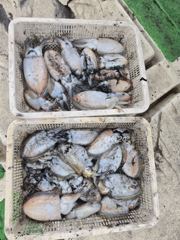 10/29 갑쭈탐사 ... 아톰김선장