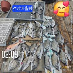 [고성] 병산 감성돔준수한씨알 마리수 선상배 &선외기흘림조황~~