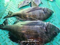 (FM 피싱호 ㅡ감성돔흘림)~ㅡ예약가능 ㅡ자리여유 ㅡ내일도 정상출조 합니다