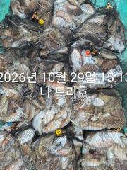 29일, 군산 갑오징어~싸이즈 좋아요~망탱이 굿조황~내일도 갑니다~군산낚시프라자 나드리호