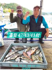 [통영] [풍화리 선외기 태성레저]감성돔 카고.흘림 47/43/41/3짜…