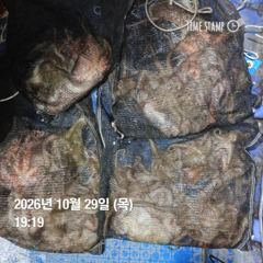 포항.종방) 제2대일호 10월 29일 문어조황