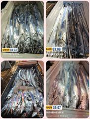 통영 뉴 아시아호>> 대갈치와 수중전 사투 !!