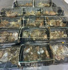 [진해] 야간문어:가을문어가 입항때까지 줄줄이 히트~오늘예약가능