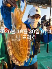 30일, 군산 갑오징어~싸이즈 굿~실시간~~내일도 갑니다~군산낚시프라자 나드리호