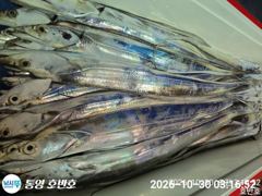[통영] {통영호반호} 30일 철수조황임니다 ~일욜부터 여유~