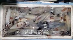 [진해] 준내만 텐빈 갈치, 한치 "느나느나" 조황 일요일부터 예약가능!…