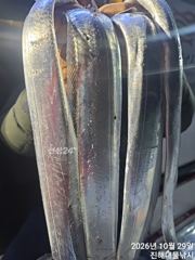 [진해] 내만칼치3지4지용가리대박~엄청나게잡고씨알대박..,일.월,화욜예약…