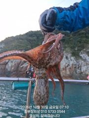 [통영] (문어)마릿수 완벽 K전후 널렸고 대박손맛 홍부장피싱(2일 예약…