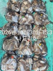 30일, 군산 갑오징어~싸이즈 굿~망탱이조황~~내일도 갑니다~군산낚시프라자 나드리호
