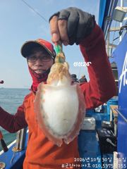 [군산아시아호] 갑오징어 조황 10/30