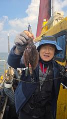 [서산,태안] 1030 사리물때 안면도 주꾸미 갑오징어 오전 오후 5시간 배낚…