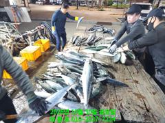 10월30일 대삼치,중삼치, 중방어, 알방어 바글바글합니다 (토욜오후 모집중)