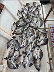 [마산] (행운호)감성돔 마릿수 조황(47수)