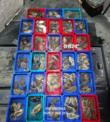 <야간갑오징어>오늘금1석가능&<주간 쭈꾸미>쭈꾸미 태우러~월,화,수~예약가능