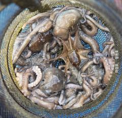 [갑,왕낙] 마검포 정원호 10월30일 조황 입니다 사진