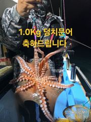 삼천포 마린보이 10.30. 금요일 야간문어 다녀왔습니다.