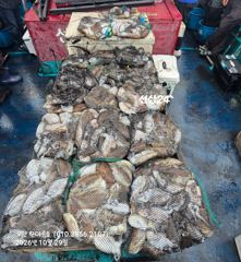 [격포] 10월29일 부안 한아름호 갑오징어