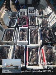 30일, 가을 먼침선,어초~개우럭~예외 없이 날이면 날마다 굿~ 쿨러 대박 조황~군산낚시프라자 하이원호