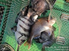 (어초여밭)실시간 감성돔 4짜 외 돌돔 34 33 32~대어낚시(1일 예약)