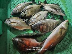 [거제] (FM 피싱호 ㅡ감성돔흘림)~오늘밤낚시.내일주간낚시 함께하실 함…