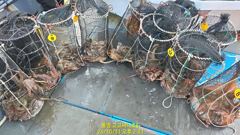 (문어)1900g1400g1330g1200g K급 퍼담고~고고써니호(2일 예약)