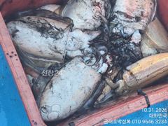 오늘도 물이 탁하네요 그래도 돼지뚱왕갑 구경들하세요 묵직합니…