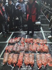 [포항] 야간돌문어 스타트!! 조황 좋습니다.